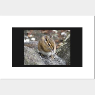 Chipmunk Posters and Art